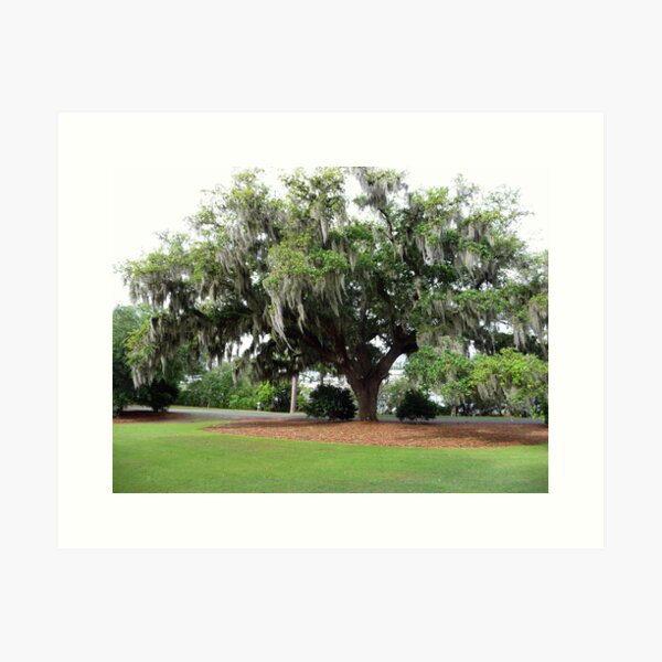 Item preview, An Airlie Gardens Live Oak designed and sold by nealbarnett.