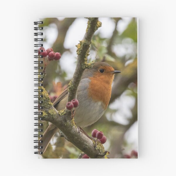 Item preview, Robin in Hawthorn designed and sold by andyroberts64.