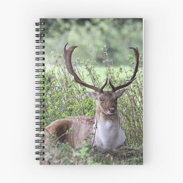 Item preview, Fallow deer buck designed and sold by andyroberts64.