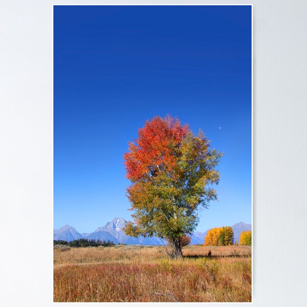 Artikelvorschau, Tall autumn tree entworfen und verkauft von snehit.