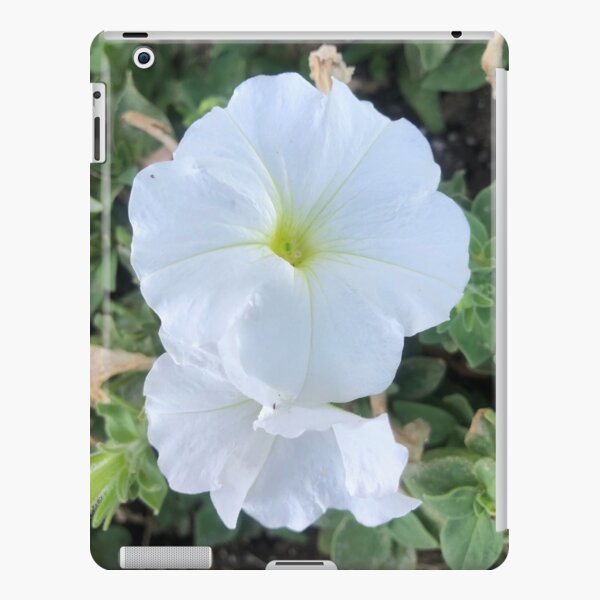 White Angel Trumpet iPad Snap Case