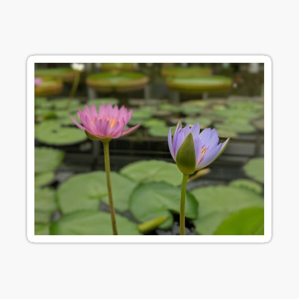 Lotus flowers in Japan Sticker
