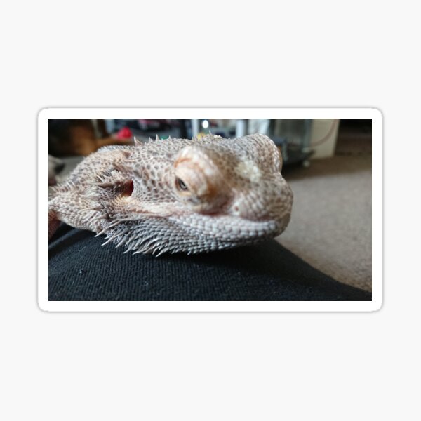 Bearded dragon head closeup Sticker
