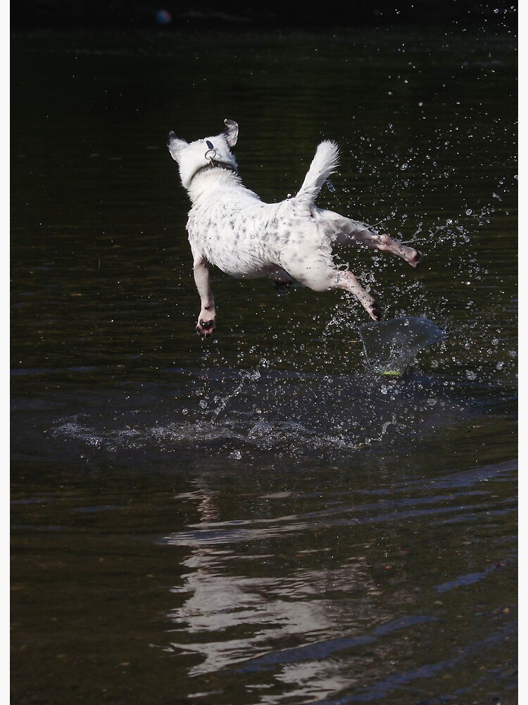 jack russell jumping