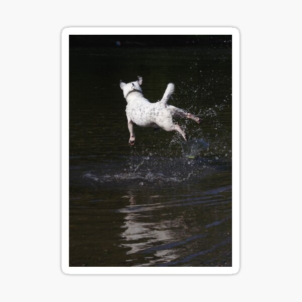 Jack Russell jumping in river Sticker