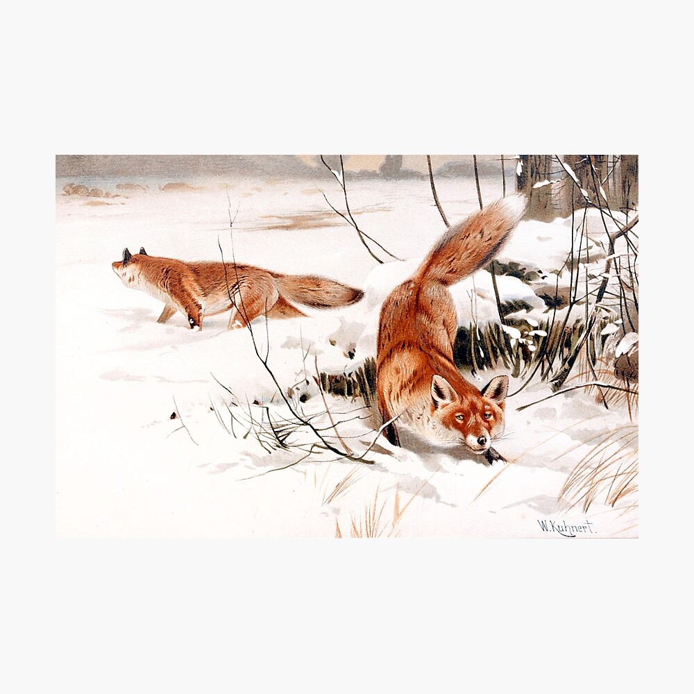 Common Foxes In The Snow 1893 By Friedrich Wilhelm Kuhnert Poster By Best5trading Redbubble - foxes life roblox