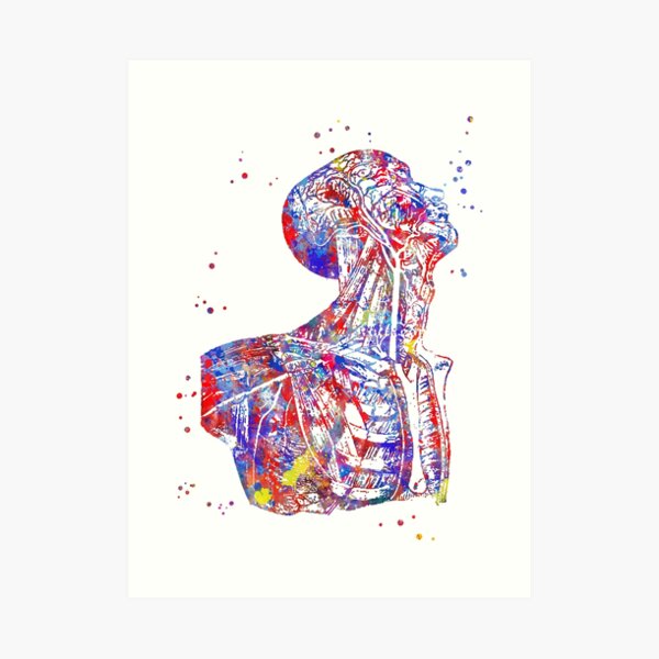 Human torso, human anatomy, human body Art Print