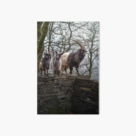 Defiant on the Wall Art Board Print