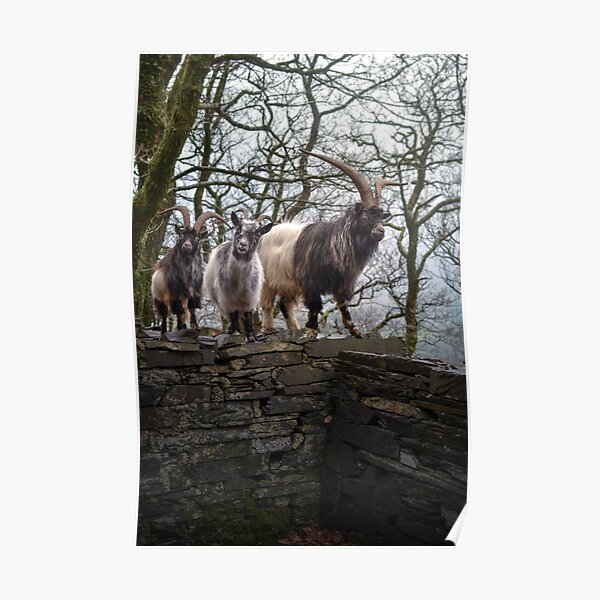 Defiant on the Wall Poster