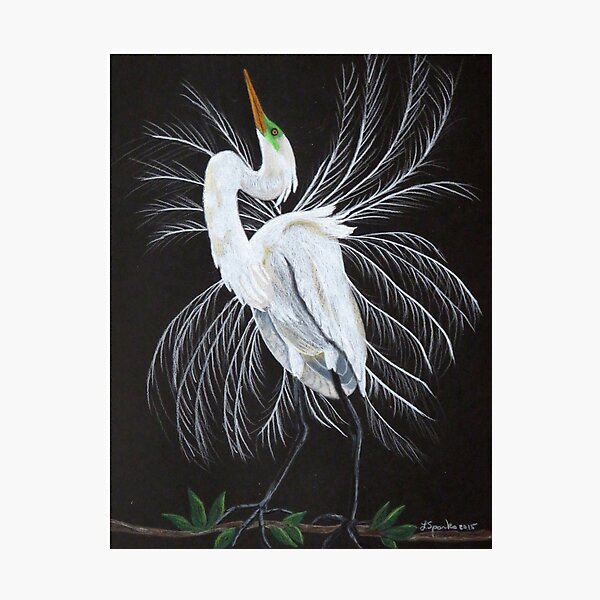 Great egret mating display Photographic Print