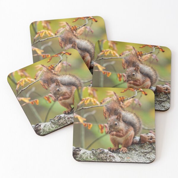 Item preview, Tail's up. Eurasian red squirrel designed and sold by Jouko Lehto Photography.