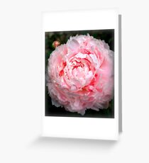 Pink Peony Greeting Card