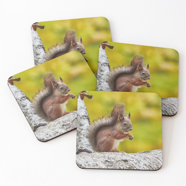 Item preview, Just a bit muddy face. Eurasian red squirrel designed and sold by Jouko Lehto Photography.