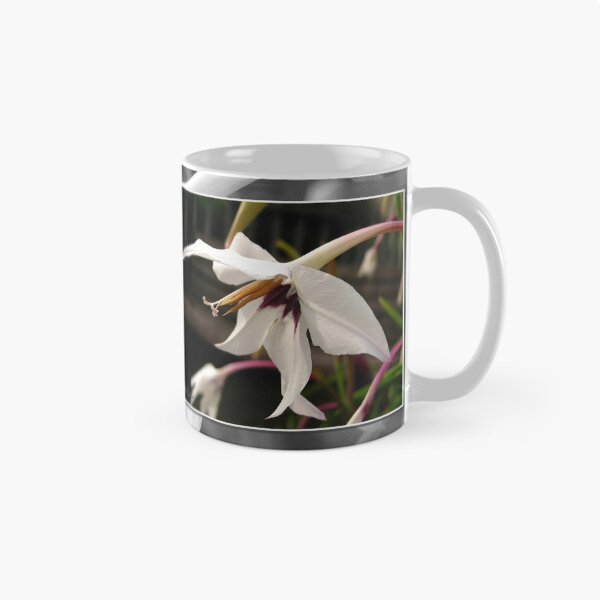 Item preview, Acidanthera or Peacock Gladiolus designed and sold by JMcCombie.