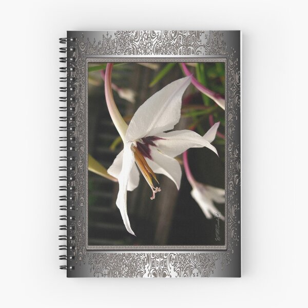 Item preview, Acidanthera or Peacock Gladiolus designed and sold by JMcCombie.