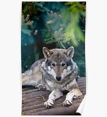 lone wolf Poster