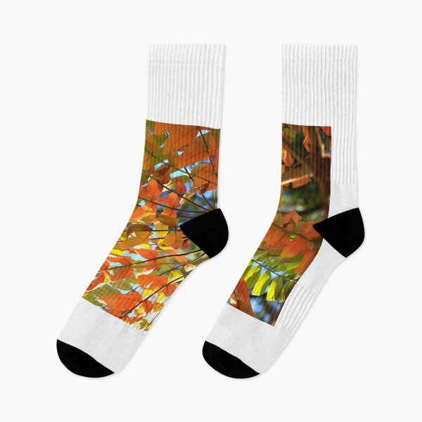 Item preview, autumn leaves changing color designed and sold by olena2552.