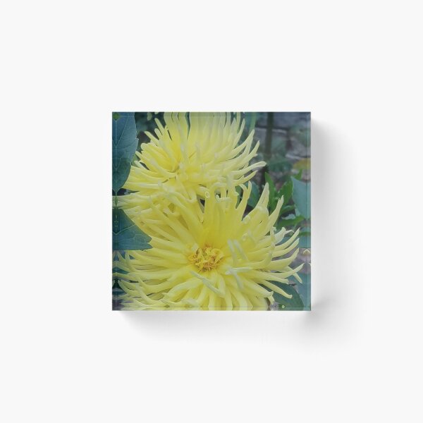 Item preview, Yellow Dahlia designed and sold by melzie3.