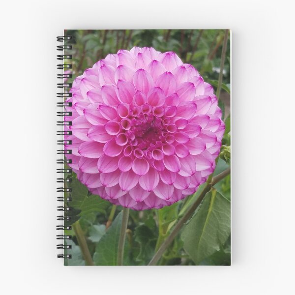Item preview, Pink and Purple Dahlia designed and sold by melzie3.