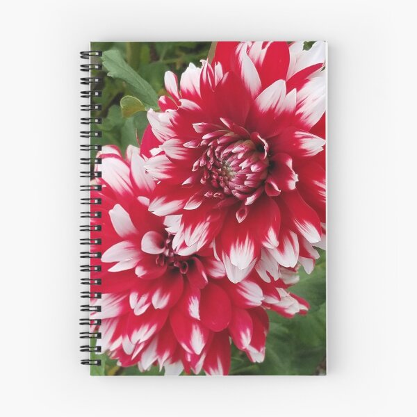 Item preview, Red and White Dahlia designed and sold by melzie3.