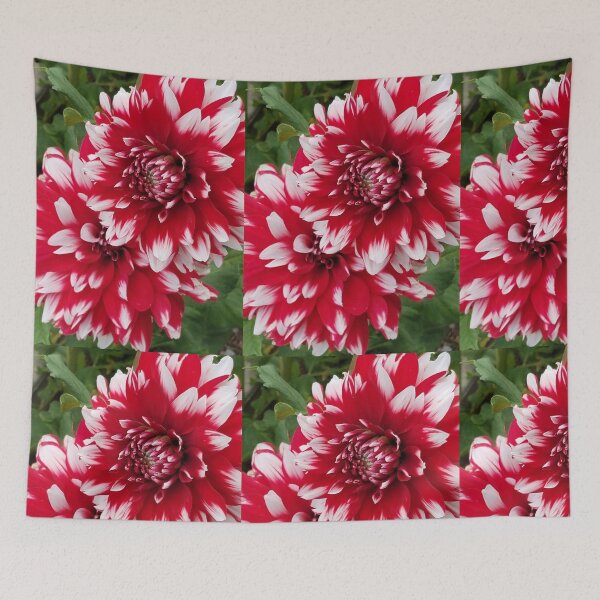 Item preview, Red and White Dahlia designed and sold by melzie3.