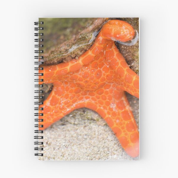 Item preview, Five Arms Form the Star on this Bright Orange Starfish designed and sold by imaginethis.