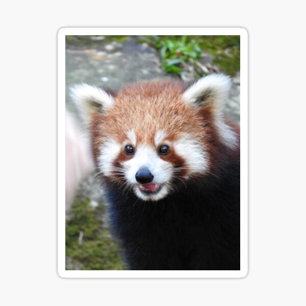 Red Panda Sticker