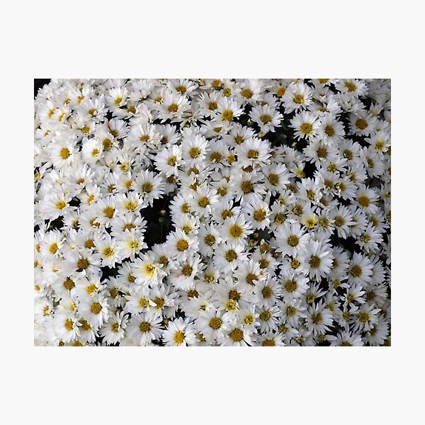 Item preview, Flowers designed and sold by mipeliba.