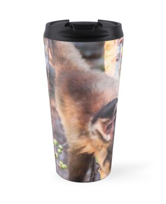 Fig loving Capuchin monkey\ Fig loving Capuchin monkey\