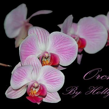 Artwork thumbnail, Orchids by Holly Werner