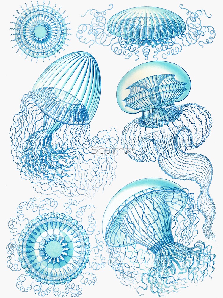 "Leptomedusae. An order of flattened, saucershaped jellyfish