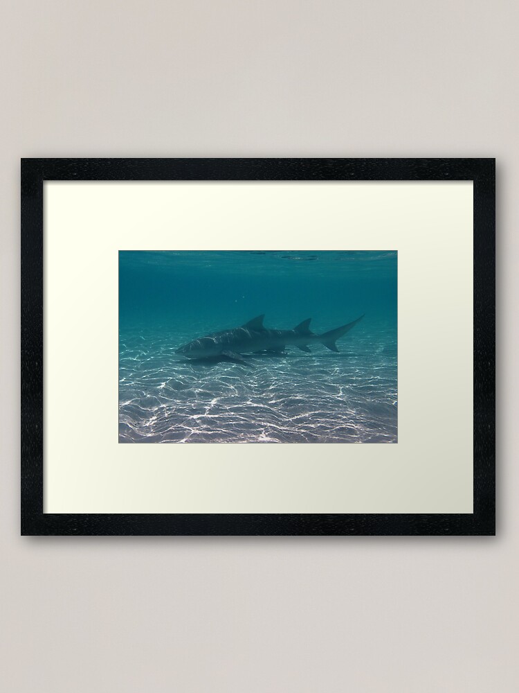 "Lemon Shark Heron Island Australia" Framed Art Print by spiderman37