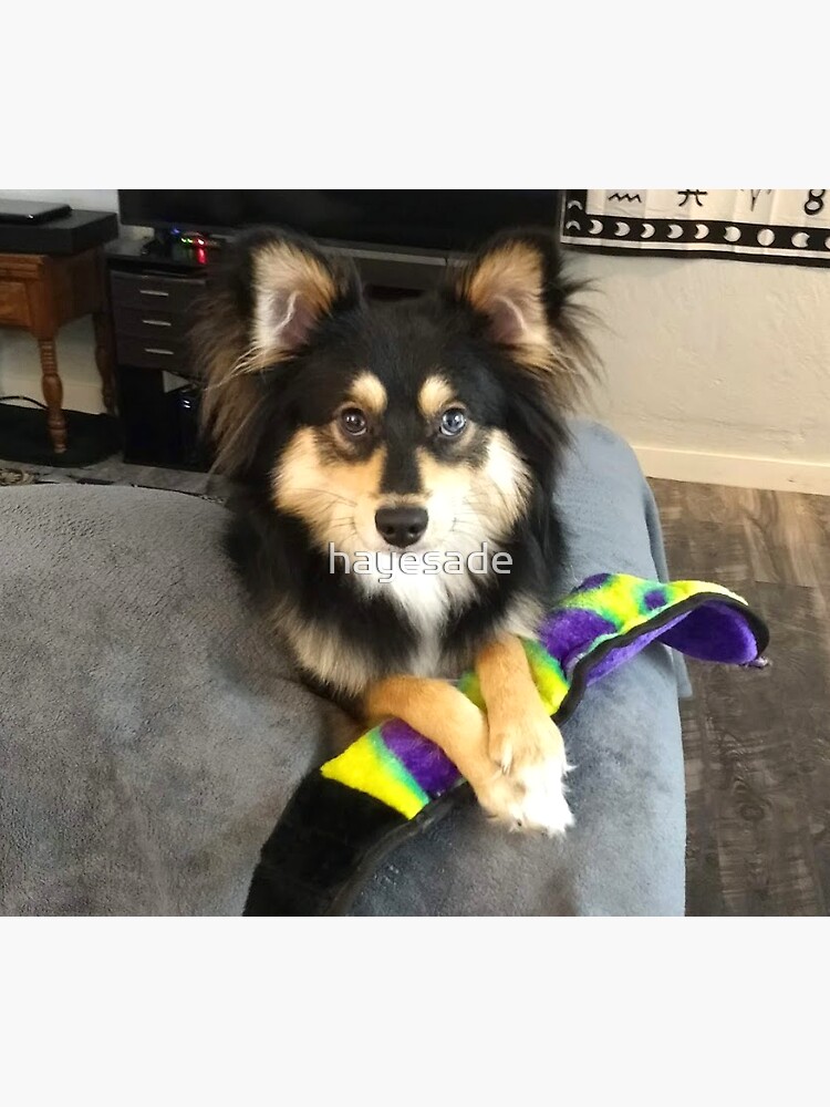 Aussie pomsky hot sale