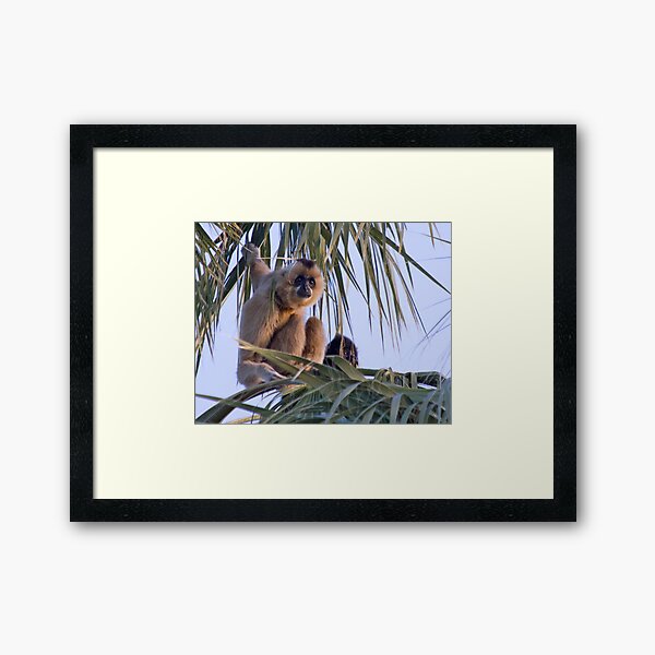 Gibbons Framed Art Print