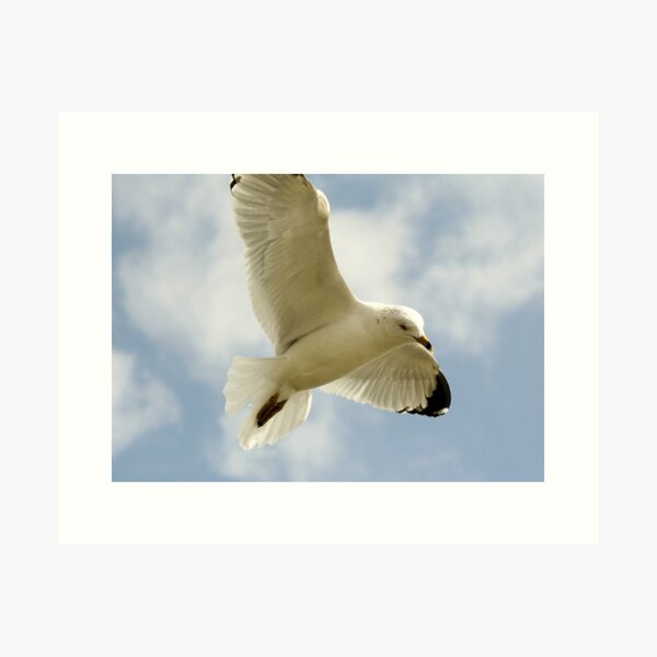 Item preview, Soaring Sea Gull designed and sold by Paulette1021.
