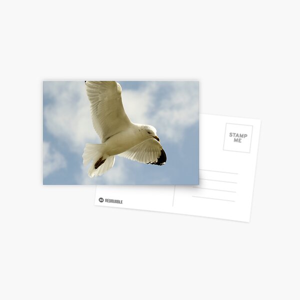 Item preview, Soaring Sea Gull designed and sold by Paulette1021.