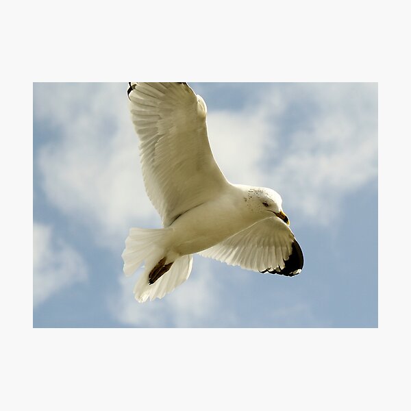Item preview, Soaring Sea Gull designed and sold by Paulette1021.
