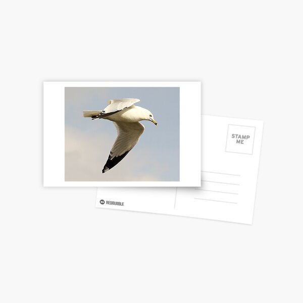 Item preview, Sea Gull designed and sold by Paulette1021.