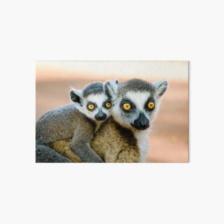 Laminas Rigidas Baby Lemur Redbubble