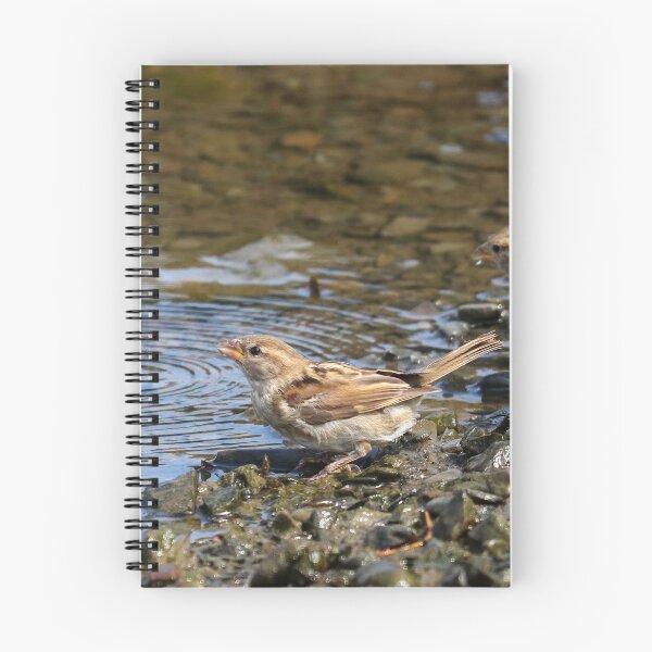 Item preview, Thirsty sparrows designed and sold by GreyFeatherPhot.