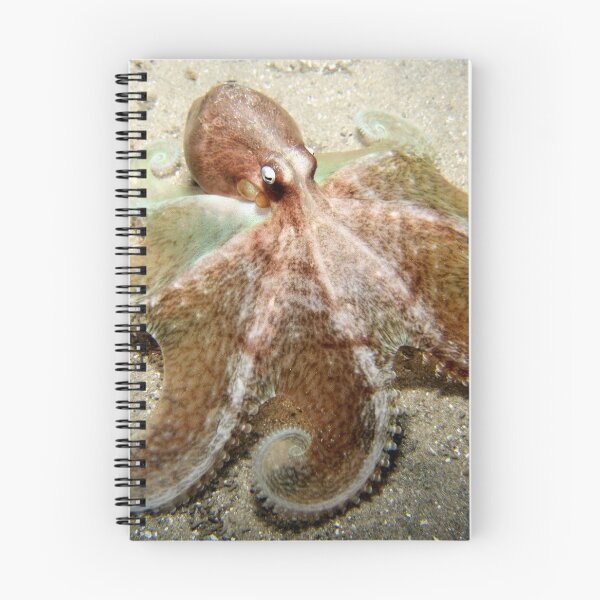 Item preview, Octopus Spread. designed and sold by James Peake Nature Photography..