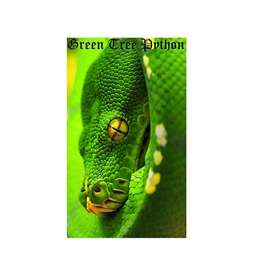 Artwork thumbnail, Green Tree Python by PrintYourOwn