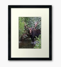 Bull Moose Framed Print