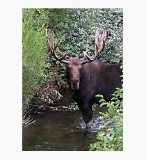 Bull Moose Photographic Print
