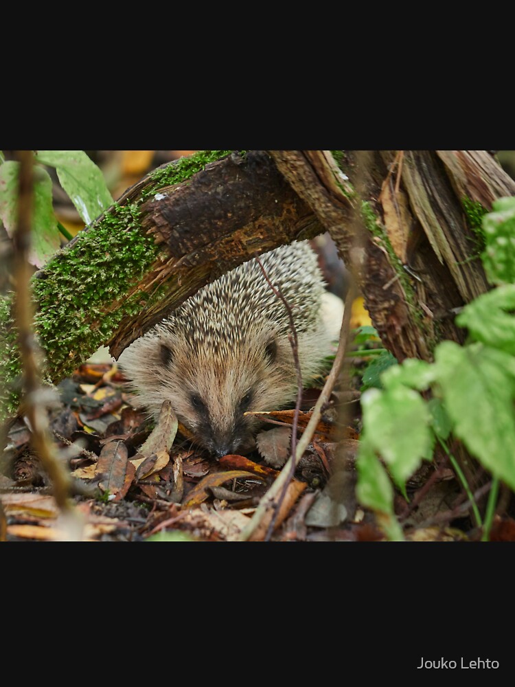 European hedgehog by JoukoKLehto