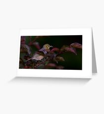 Graybacked Silver Eye with Dinner Greeting Card