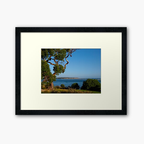 Eucalyptus, Inverloch, Victoria. Framed Art Print