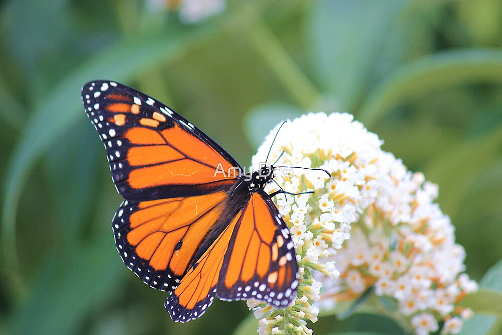 "Butterfly of Hope" by Amy Dee Redbubble