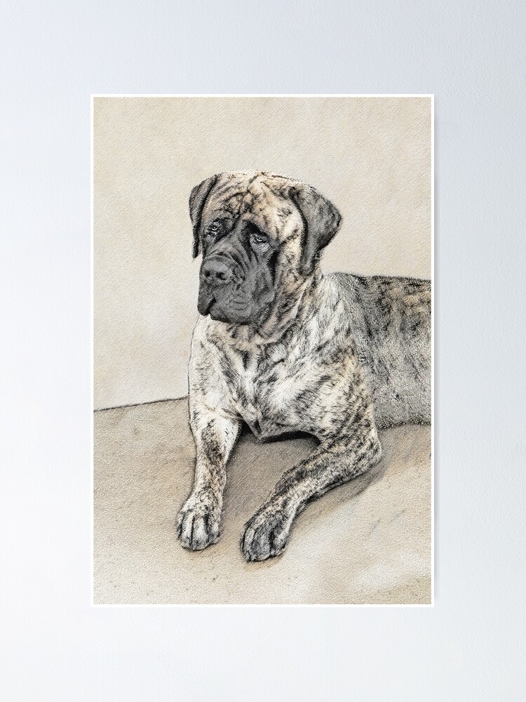 English hotsell mastiff stuff