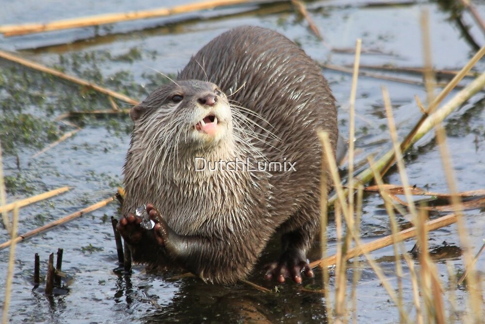 "Otter on ice eating ice " by DutchLumix Redbubble